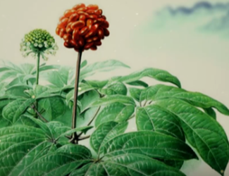 为什么说三七是“十全十美”的植物？